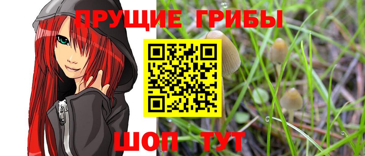 Псилоцибиновые грибы прущие грибы Бор